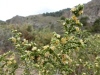 Thymelaea hirsuta 15, Saxifraga-Ed Stikvoort