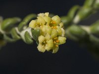 Thymelaea hirsuta 2, Saxifraga-Jan van der Straaten