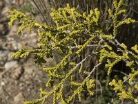 Thymelaea hirsuta 3, Saxifraga-Jan van der Straaten