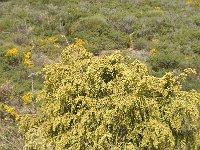 Thymelaea hirsuta 5, Saxifraga-Jan van der Straaten