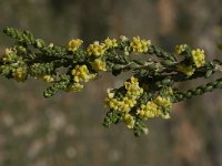 Thymelaea hirsuta 6, Saxifraga-Willem van Kruijsbergen