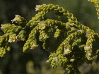 Thymelaea hirsuta 9, Saxifraga-Willem van Kruijsbergen