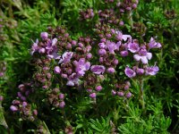 Thymus caespititius