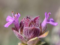 Thymus camphoratus 29, Saxifraga-Sonja Bouwman  ‎Camphor thyme - Thymus camphoratus - Lamiaceae familie