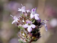 Thymus hyemalis