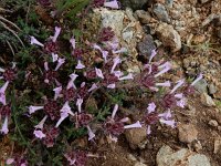 Thymus integer 2, Saxifraga-Ed Stikvoort