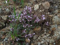 Thymus integer 3, Saxifraga-Ed Stikvoort