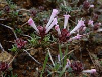 Thymus integer 6, Saxifraga-Ed Stikvoort