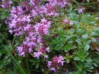 Thymus praecox ssp praecox 28, Kruiptijm ss, Saxifraga-Ed Stikvoort