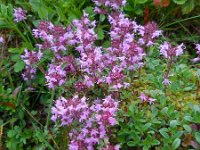 Thymus praecox ssp praecox 29, Kruiptijm ss, Saxifraga-Ed Stikvoort