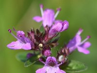 Thymus pulegioides 22, Grote tijm, Saxifraga-Sonja Bouwman