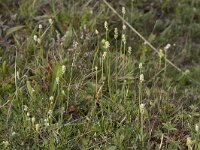 Tofieldia pusilla 5, Saxifraga-Willem van Kruijsbergen