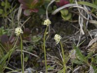 Tofieldia pusilla 6, Saxifraga-Willem van Kruijsbergen