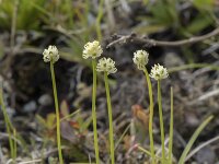 Tofieldia pusilla 7, Saxifraga-Willem van Kruijsbergen