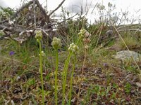 Tofieldis pusilla 4, Saxifraga-Hans Grotenhuis