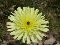 Tolpis barbata 20, Saxifraga-Hans Grotenhuis