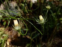 Tolpis barbata ssp umbellata 2, Saxifraga-Ed Stikvoort