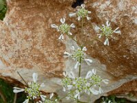 Tordylium apulum 14, Saxifraga-Ed Stikvoort : Melissani grot Drakopoulata - Sami Kefalonia s9900