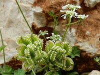 Tordylium apulum 15, Saxifraga-Ed Stikvoort : Melissani grot Drakopoulata - Sami Kefalonia s9900