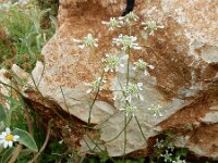 Tordylium apulum 16, Saxifraga-Ed Stikvoort : Melissani grot Drakopoulata - Sami Kefalonia s9900