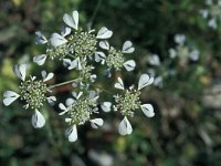 Tordylium officinale 2, Saxifraga-Jan van der Straaten