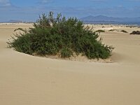 Traganum moquinii 11, Saxifraga-Hans Grotenhuis