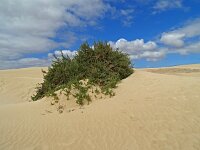 Traganum moquinii 12, Saxifraga-Hans Grotenhuis