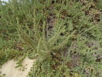 Traganum moquinii 13, Saxifraga-Hans Grotenhuis