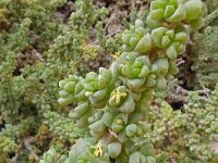 Traganum moquinii 14, Saxifraga-Hans Grotenhuis