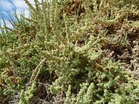 Traganum moquinii 15, Saxifraga-Hans Grotenhuis