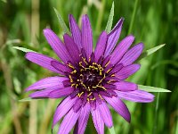 Tragopogon porrifolius 41, Paarse morgenster, Saxifraga-Sonja Bouwman  754. Paarse morgenster - Tragopogon porrifolius - Asteraceae familie (i) Warfhuizen