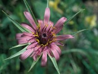 Tragopogon porrifolius 43, Paarse morgenster, Saxifraga-Jan van der Straaten