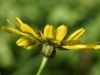 Tragopogon pratensis ssp orientalis 72, Oosterse morgenster, Saxifraga-Sonja Bouwman  Oosterse morgenster - Tragopogon pratensis ssp. orientalis - Asteraceae familie