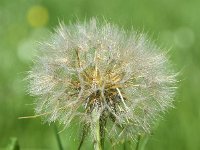 Tragopogon pratensis ssp pratensis 76, Gele morgenster, Saxifraga-Sonja Bouwman