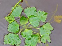 Trapa natans 8, Saxifraga-Hans Grotenhuis