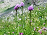 Traunsteinera globosa 21, Saxifraga-Luuk Vermeer