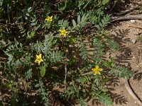 Tribulus terrestris 6, Saxifraga-Ed Stikvoort