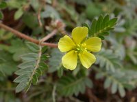 Tribulus terrestris 8, Saxifraga-Ed Stikvoort