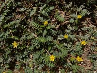 Tribulus terrestris 9, Saxifraga-Ed Stikvoort