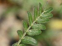 Tribulus terretris 10, Saxifraga-Sonja Bouwman  Z33. Puncture vine - Tribulus terretris - Zygophyllaceae familie