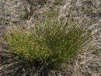 Trichophorum cespitosum 27, Veenbies, Saxifraga-Willem van Kruijsbergen