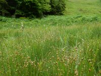 Trichophorum germanicum 11, Veenbies, Saxifraga-Ed Stikvoort : Pierre de Haute s9900