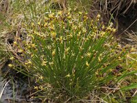 Trichophorum germanicum 14, Veenbies, Saxifraga-Ed Stikvoort : Notre Dame de l'Hermitage Pierre-sur-Haute Vallée de Fossat