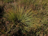 Trichophorum germanicum 4, Veenbies, Saxifraga-Ed Stikvoort