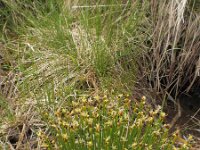 Trichophorum germanicum 5, Veenbies, Saxifraga-Ed Stikvoort : Notre Dame de l'Hermitage Pierre-sur-Haute Vallée de Fossat