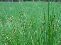 Trichophorum germanicum 6, Veenbies, Saxifraga-Ed Stikvoort