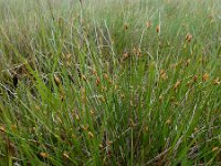 Trichophorum germanicum 8, Veenbies, Saxifraga-Ed Stikvoort : veengebied Connamara s9900
