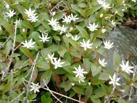Trientalis europaea 34, Zevenster, Saxifraga-Hans Grotenhuis