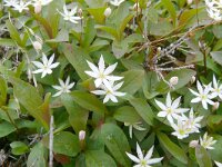 Trientalis europaea 35, Zevenster, Saxifraga-Hans Grotenhuis