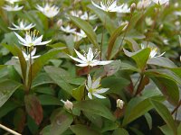 Trientalis europaea 36, Zevenster, Saxifraga-Hans Grotenhuis